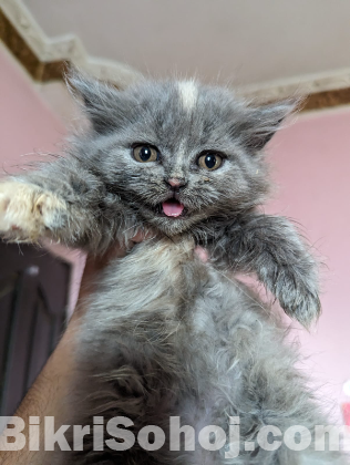 Persian Male female kitten available